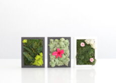 Mini cuadros de musgo y flor